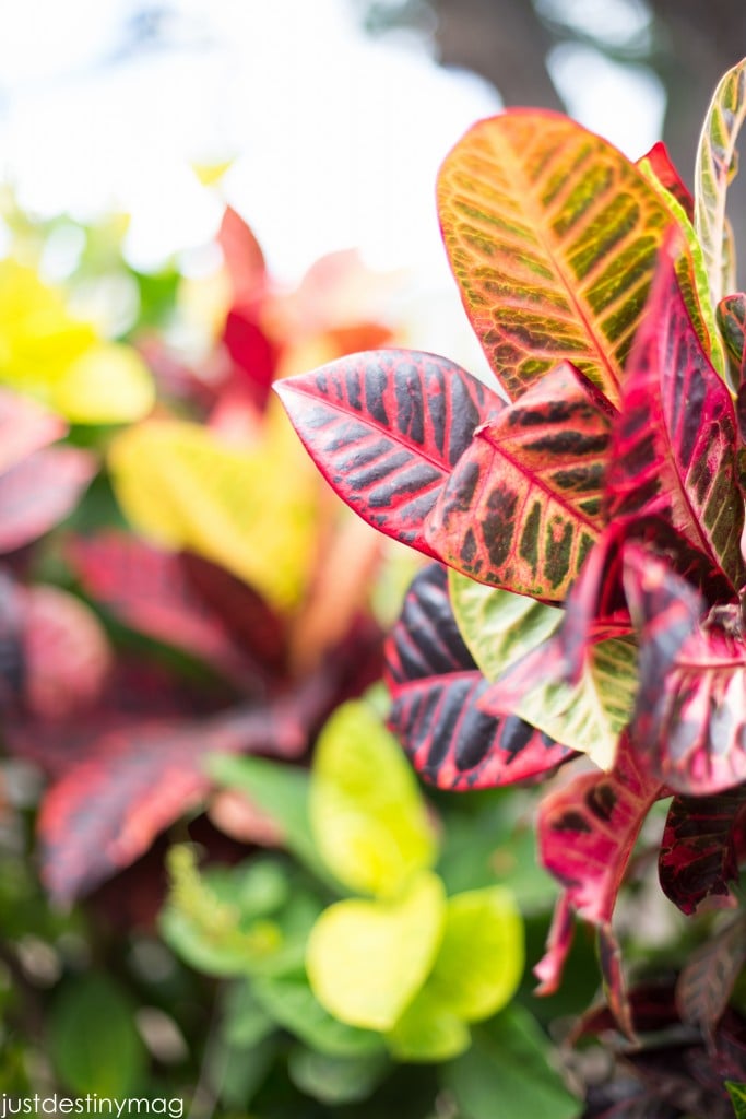 Hawaii Trip Silhouette Summit 2015-39