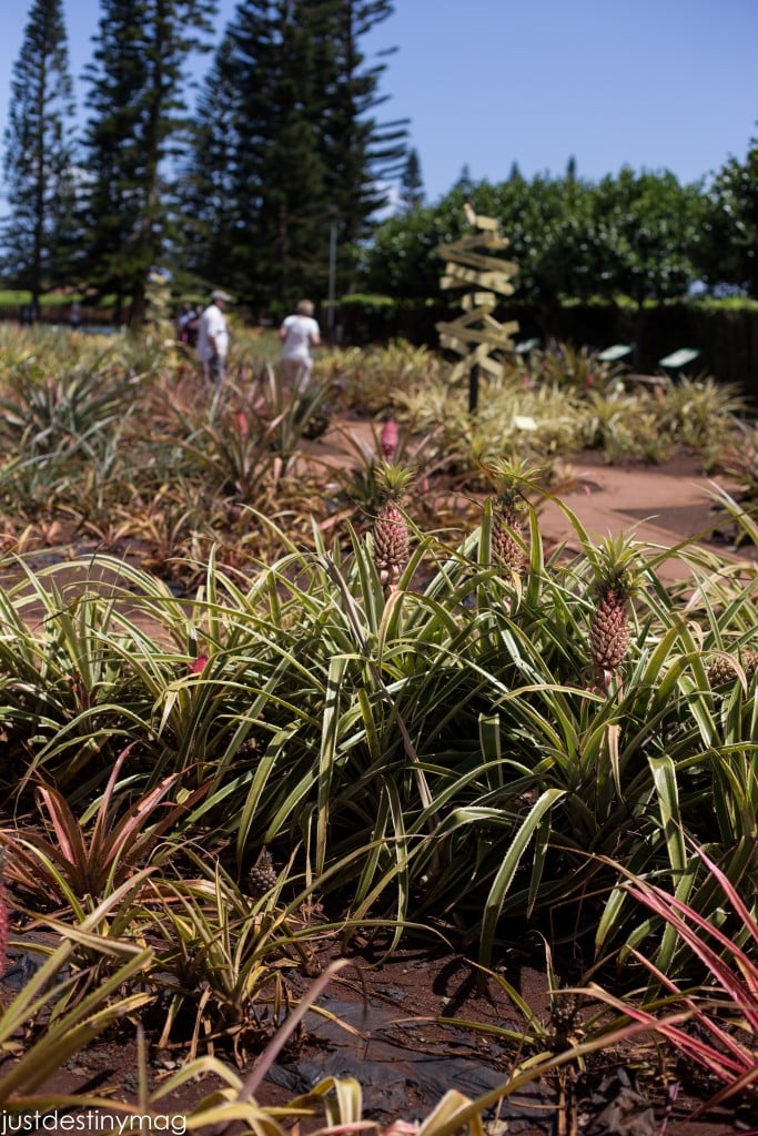 Hawaii Trip Silhouette Summit 2015-48
