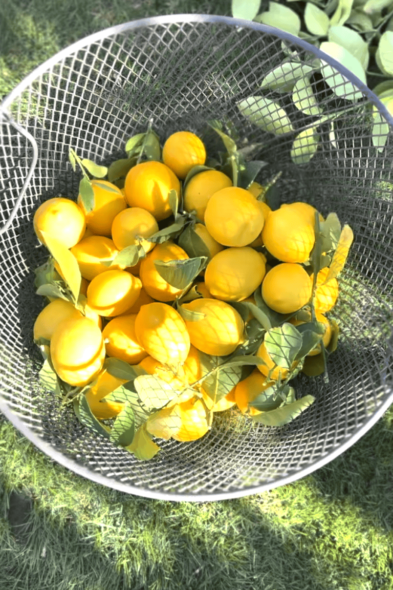 Lemon Tree and Harvesting:How a Backyard Lemon Tree Became Our Favorite Family Tradition (And How to Start Your Own)