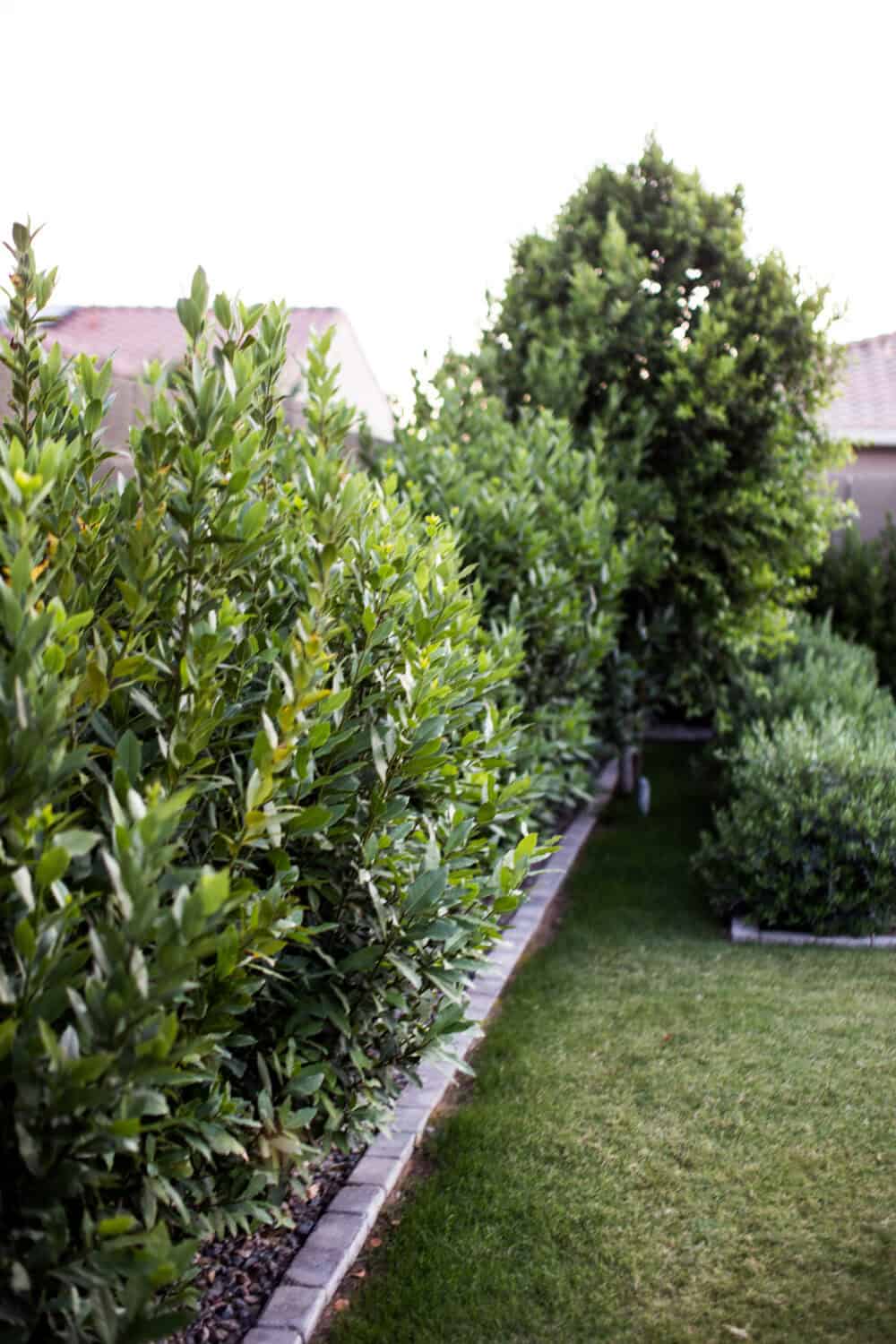 Bay Laurel Tree in yard